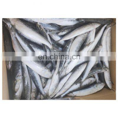 Best price frozen sardine IQF for fishing bait