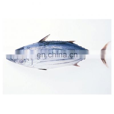 Good quality IQF frozen whole round skipjack tuna