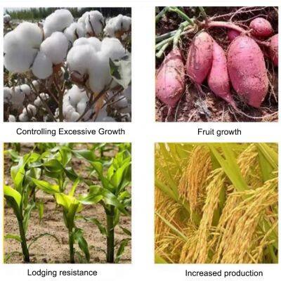 Регулятор роста растений с высокой степенью очистки Пикс (мепикват хлорид) 98% ТС photo-2