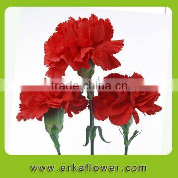 Fragrant aroma good smell carnation plants
