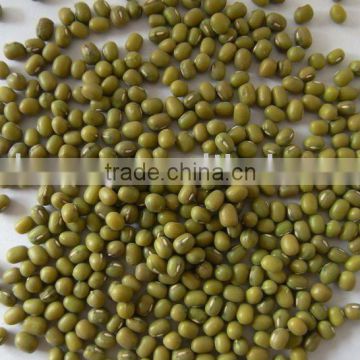 mung bean