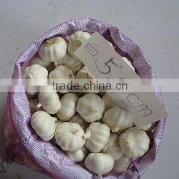 2015 No Pollution and New Harvested Garlic photo-4