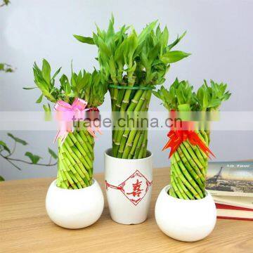 decoration lucky bamboo for office