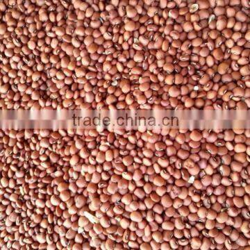 SPICES AND PULSES photo-2