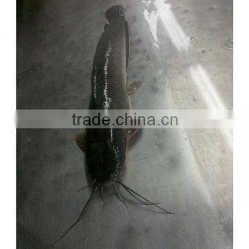 catfish exporters from xiamen HHF frozen fish company