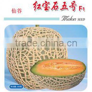 High Yield Japanese Musk Hami Sweet Melon Seeds For Cultivation-Ruby No.5 F1