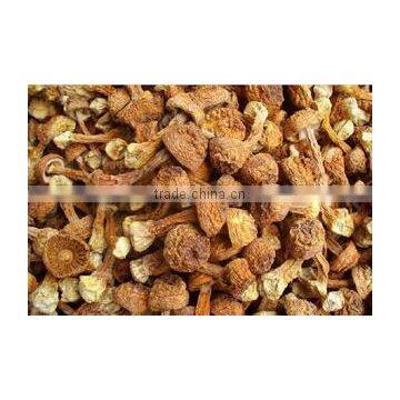 Matsutake Mushroom photo-3