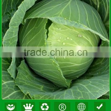 NC53 Nizi F1 round shape big fruit Chinese cabbage seeds supplier