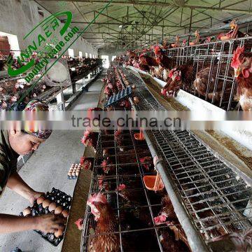 galvanized transportation crate for poultry farm used