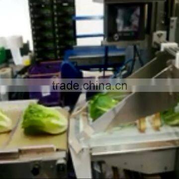 Multi-functional Fresh Aubergines Packing Machine/Flow Vegetable Wrapping Machine photo-5