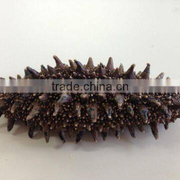 Collagen , Healthy , to Buy Sea Cucumber at Reasonable Prices , Small Lot Order Available photo-2