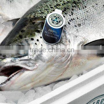 Atlantic Salmon photo-2