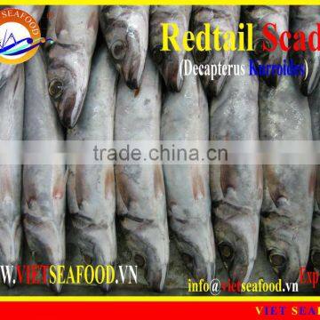 FROZEN W/R REDTAIL SCAD photo-5