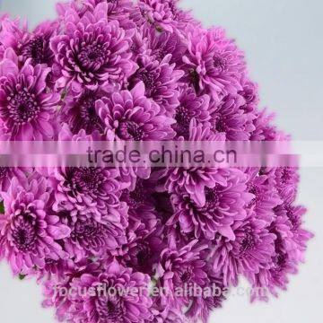 Mini Chrysanthemum Purple Fresh Cut Flowers For The Elders photo-3