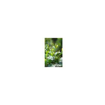 Green tea extract
