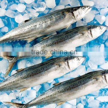 Frozen Spanish Mackerel