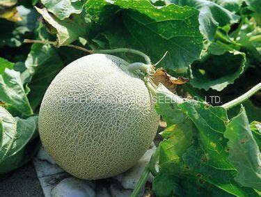 Cantaloupe Chinese Musk Round Shape Melon Seeds for Sale photo-3