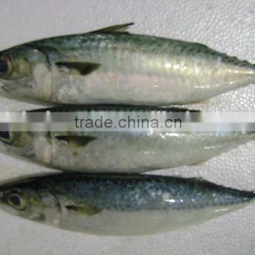 Frozen pacific mackerel with landing frozen