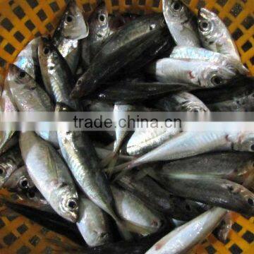 Frozen small size Whole Round Scad