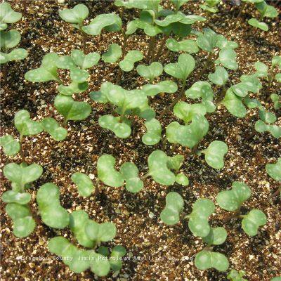 Vermiculite For Plants And White Vermiculite Expanded photo-2