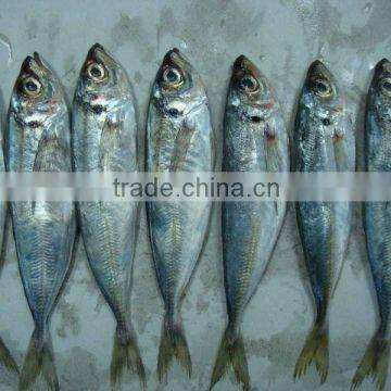 CHEAP FROZEN HORSE MACKEREL BQF FISH