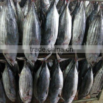 SKIPJACK TUNA