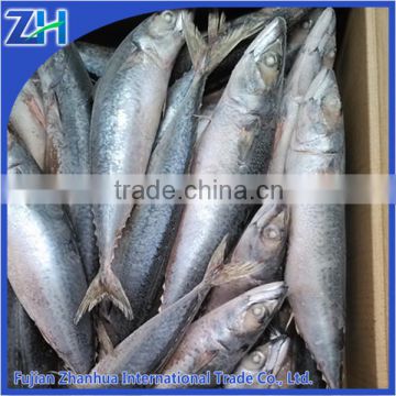 wholesale new stock pacific mackerel frozen fish, japanese mackerel