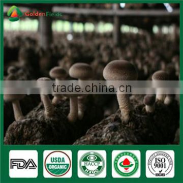 China Supplier Shiitake Mushroom Spawn Growing Log Bag Factory Price