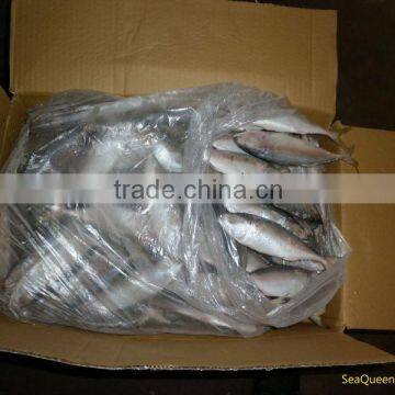 INDO PACIFIC MACKEREL WHOLE ROUND - HIGH QUALITY - FAIR PRICES