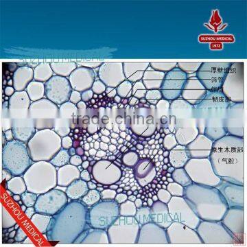 Zea Stem TS Corn Stem Prepared Slides photo-2