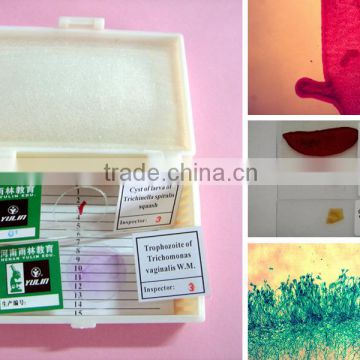 Indonesia prepared slides,Cell biology prepared microscope slides