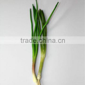 Artificial vegetable Green seedling