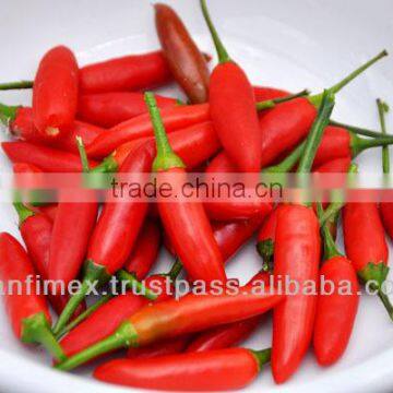 Hot Vietnam Chilli