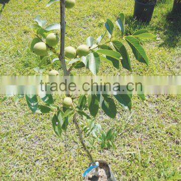 Walnut Saplings Available... photo-2