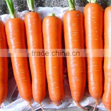 Fresh bulk carrot on sale