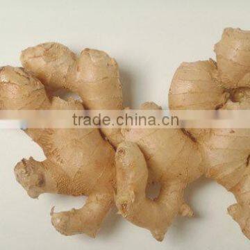 Fresh Ginger for Sell/USA MARKET/Long beach