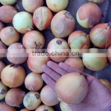 Professional china origin onion with low price