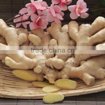 Hot asle fresh ginger with high quality