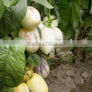 Hybrid F1 Solanum Muricatum Pepino Cucumber Seeds For Planting photo-5