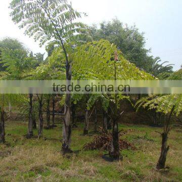 wholesale outdoor decrotive landscaping ornamental palm Caryota urens L