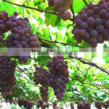 red seedless grape vine trees seedling