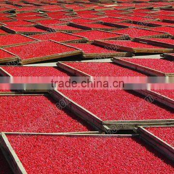 Chinese goji berries/lycium berry/Sun Dried