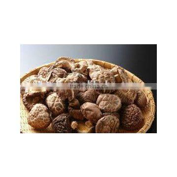 Dried Shiitake Mushroom Wholesale in China photo-5