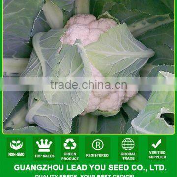 CF14 XJ no.4 75 days white cauliflower seeds, f1 hybrid cauliflower seeds