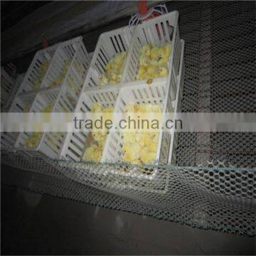 Feeding System for Chicken Farm photo-2