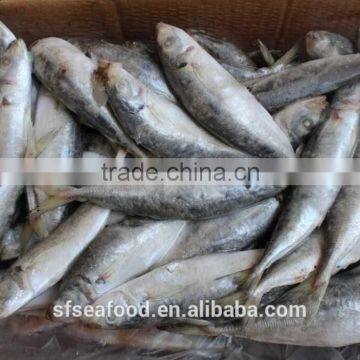 best selling products frozen mackerel