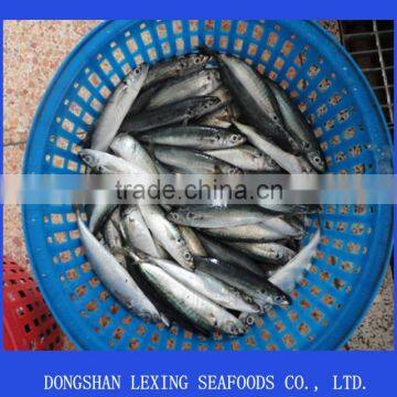 Frozen Round Scad(decapterus Macarellus) photo-2