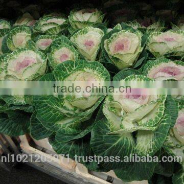 Brassica