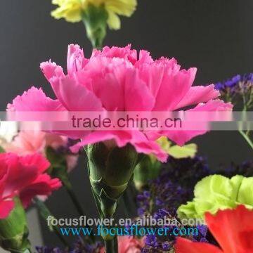 Best sale cut fresh pretty good Carnation flowers cheap and good global distribution from China