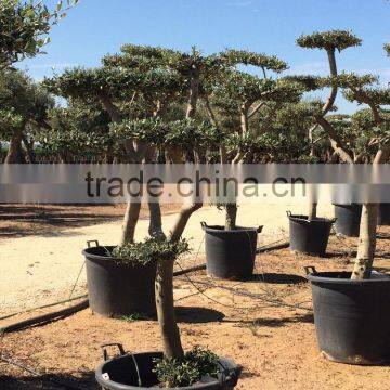Olive Tree - Olea Europaea Mini Pompon photo-2
